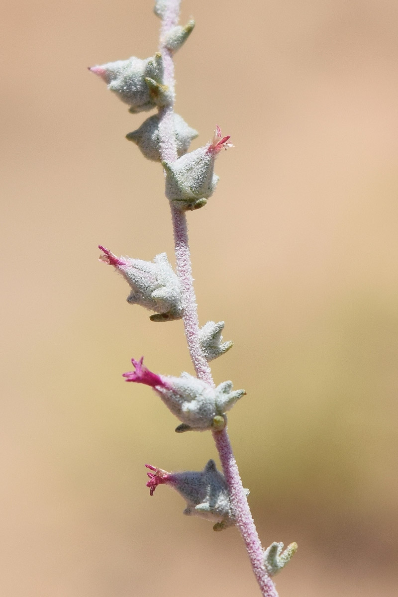 Изображение особи Salsola turkestanica.