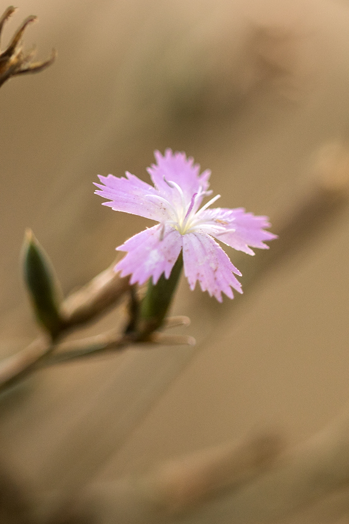 Изображение особи Dianthus pallens.