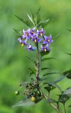 Solanum dulcamara. Верхушка побега с цветками и незрелыми плодами. Приморский край, г. Находка, ст. Находка, на ж.-д. путях. 21.08.2022.