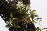 genus Coelogyne. Цветущее растение. Бутан, дзонгхаг Пунакха, национальный парк \"Royal Botanical\", на замшелом стволе дерева. 03.05.2019.