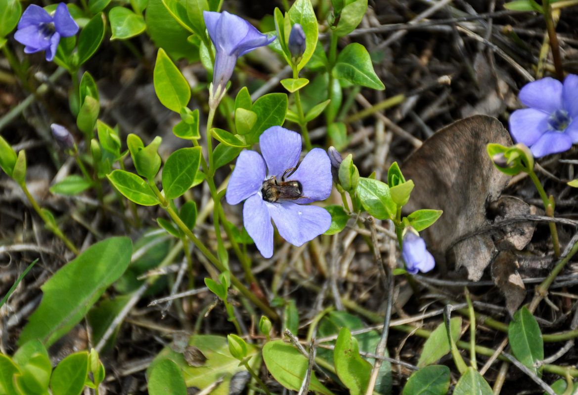 Изображение особи Vinca minor.