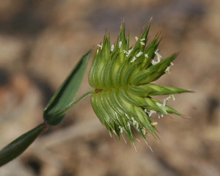 Image of Eremopyrum triticeum specimen.