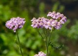 Achillea millefolium. Соцветия. Челябинская обл., Нязепетровский р-н, окр. с. Шемаха, берег р. Уфа. 3 июля 2022 г.