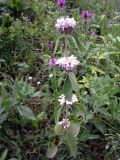 Phlomoides alaica