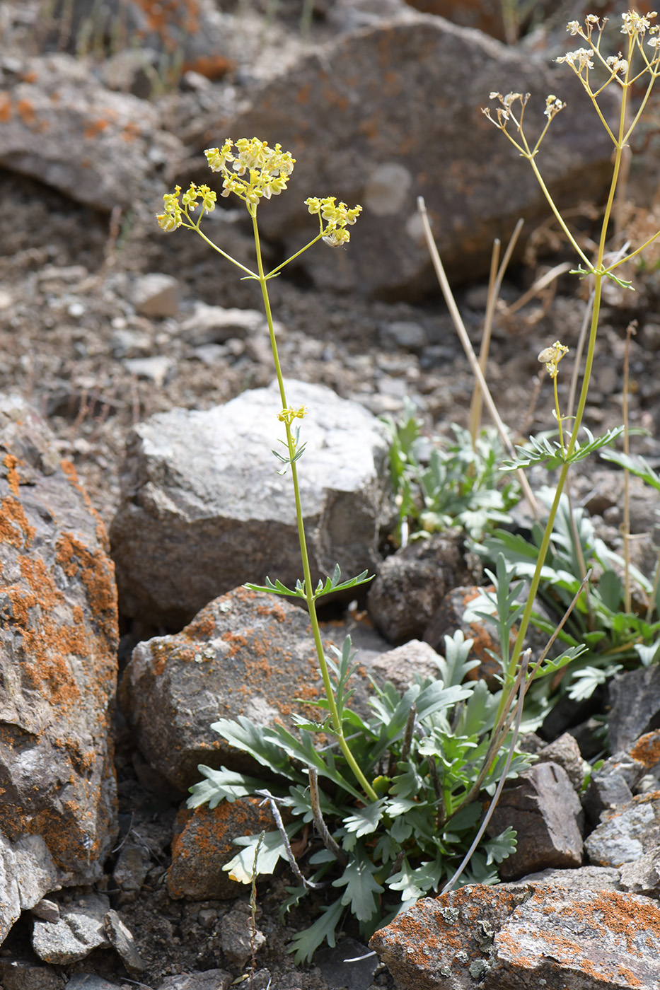 Image of Patrinia intermedia specimen.