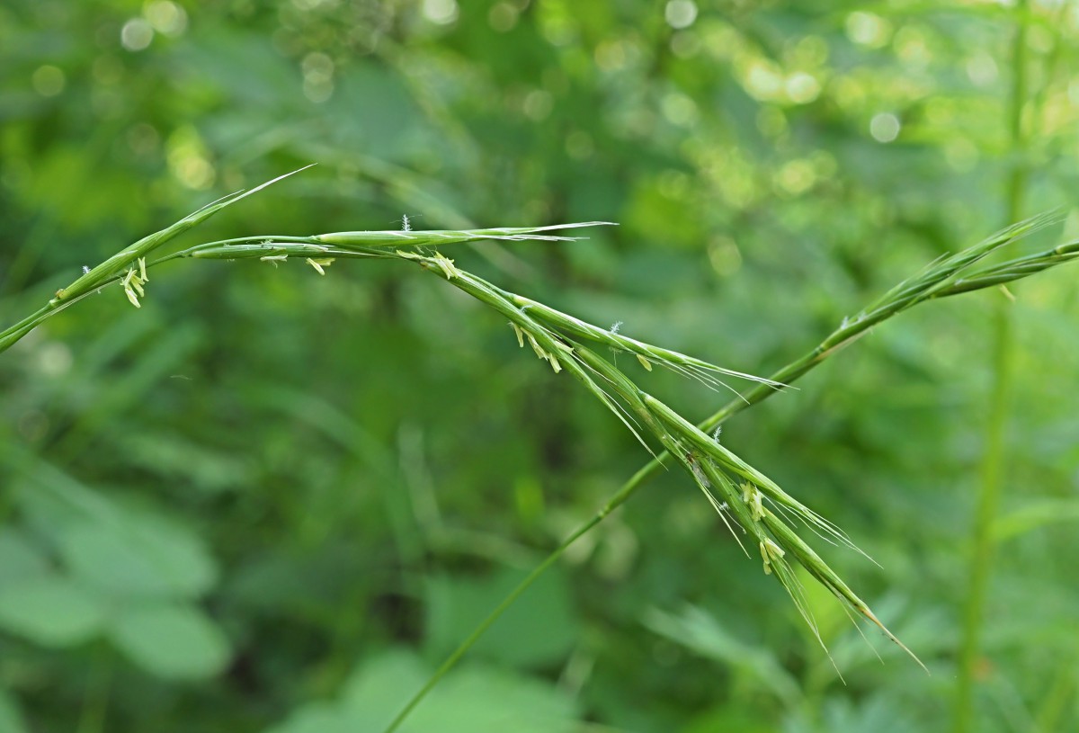 Изображение особи Brachypodium sylvaticum.