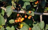 Crataegus