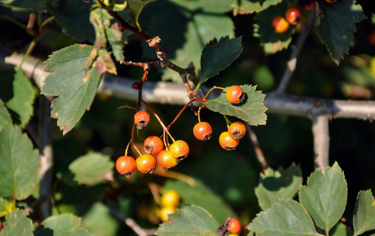 Изображение особи род Crataegus.