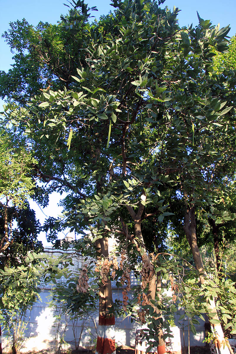 Image of Cassia fistula specimen.