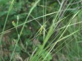 Stipa capillata. Часть соцветия. Краснодарский край, Кавказский р-н, окр. ст-цы Темижбекская, степь. 13.07.2022.