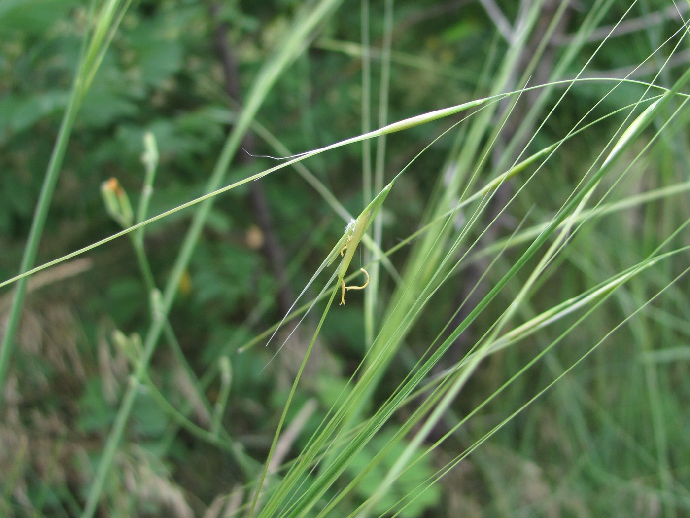 Изображение особи Stipa capillata.