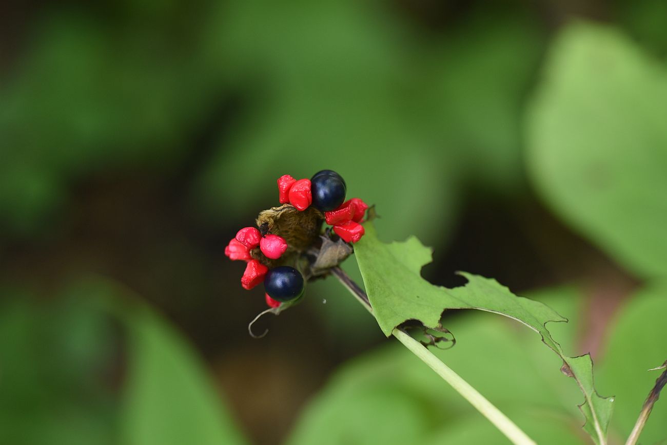 Image of Paeonia caucasica specimen.