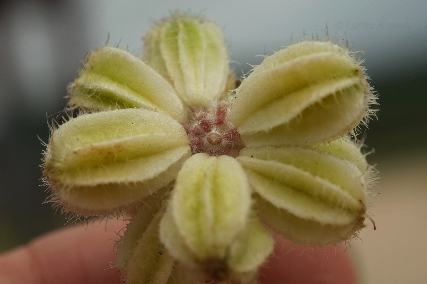 Image of Glehnia litoralis specimen.