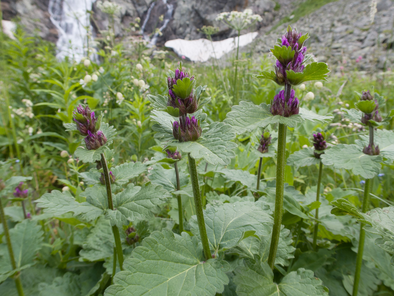 Изображение особи Betonica macrantha.