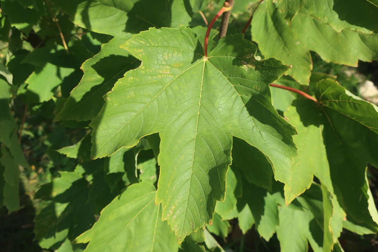 Изображение особи Acer pseudoplatanus.