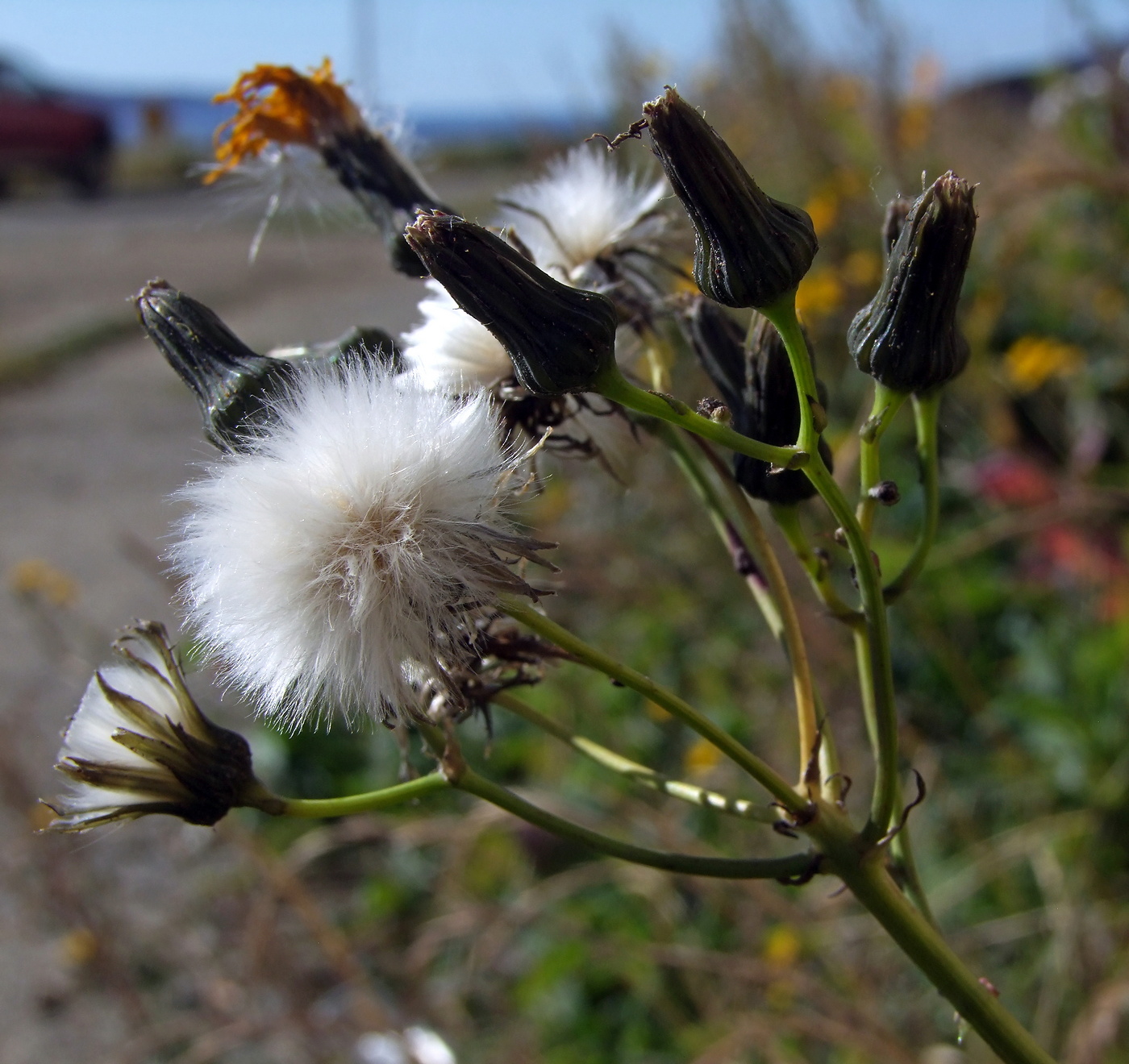 Изображение особи Sonchus arvensis.