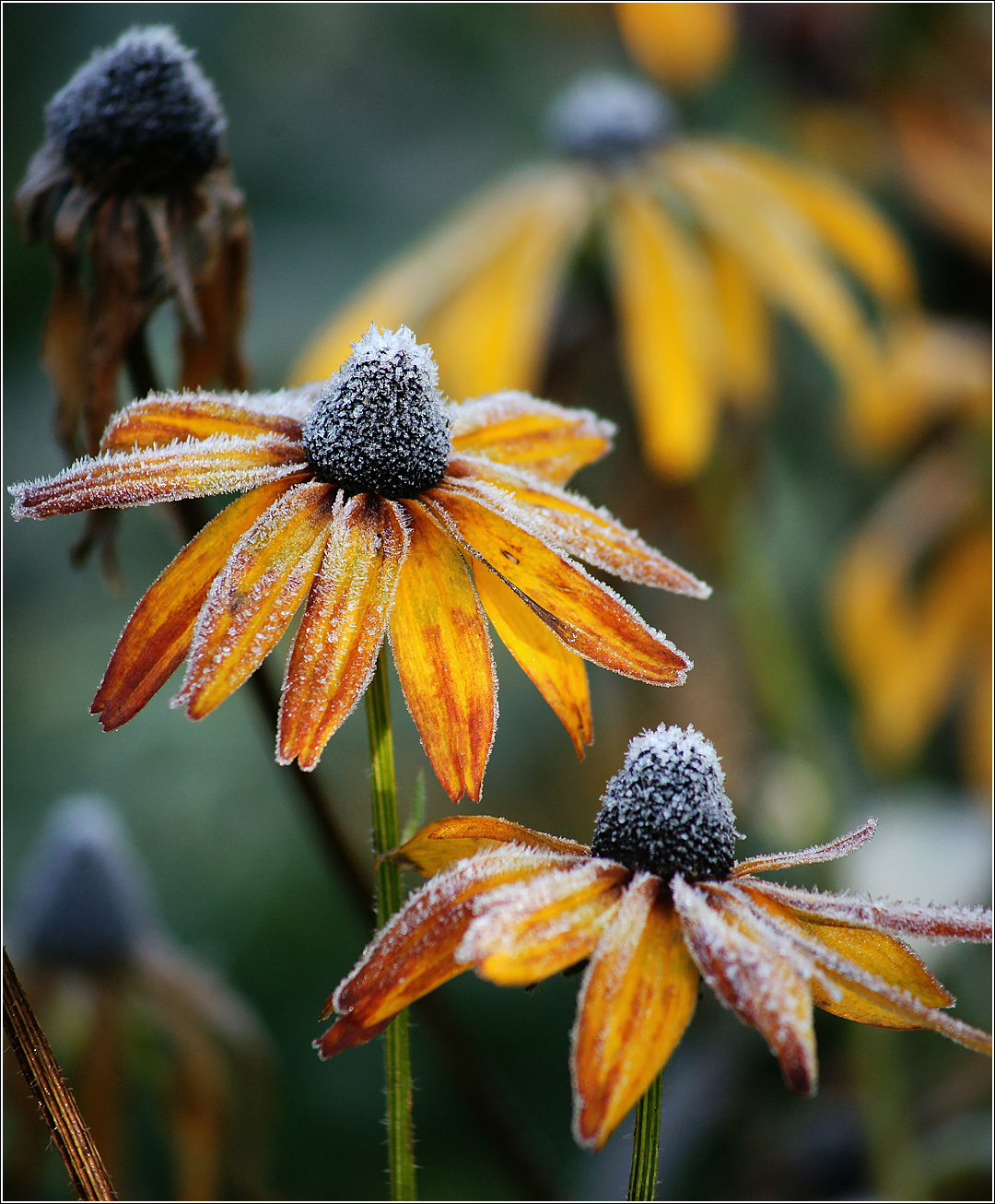 Image of Rudbeckia hirta specimen.