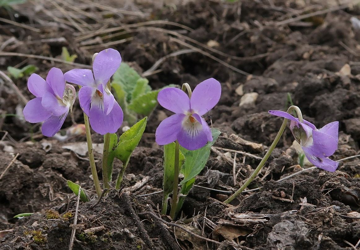 Изображение особи Viola ambigua.