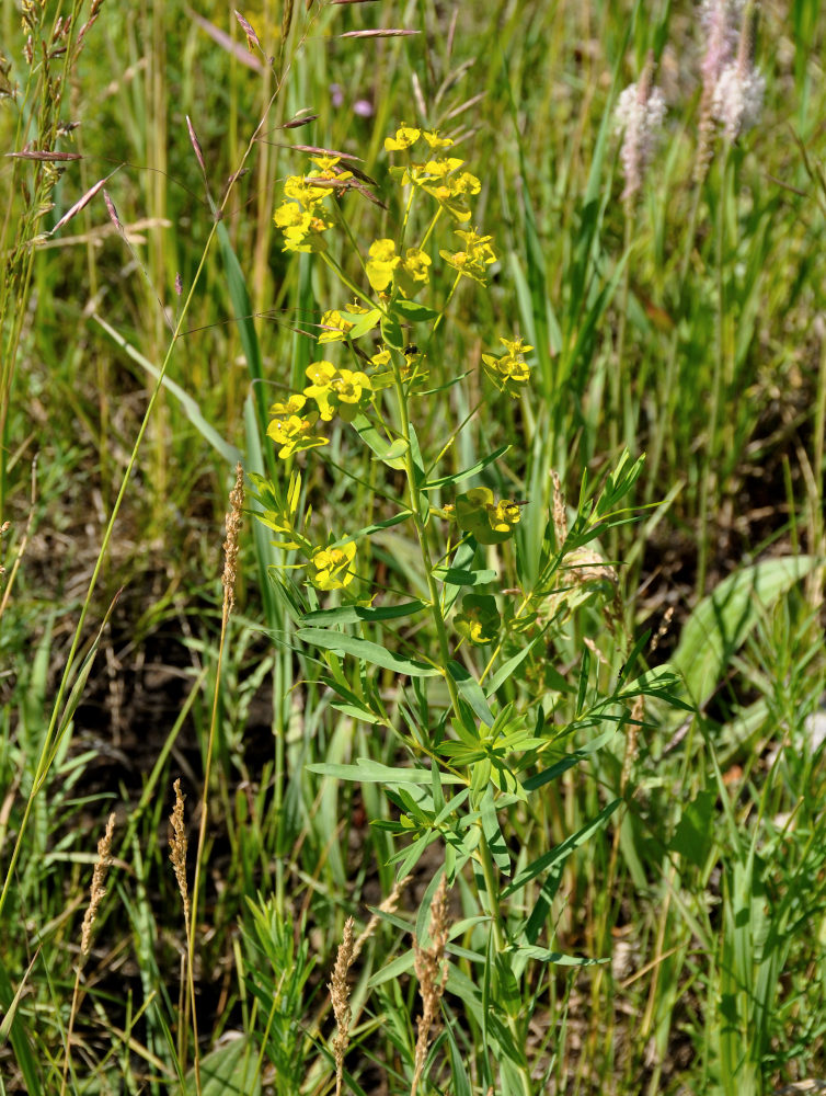 Image of Euphorbia virgata specimen.