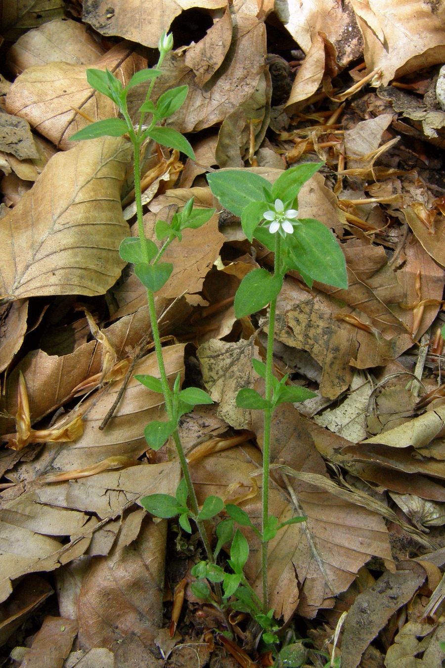 Image of Moehringia trinervia specimen.