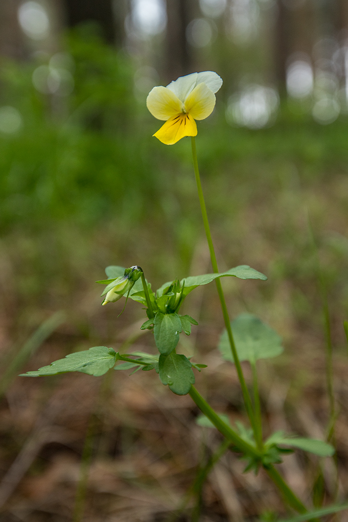 Image of genus Viola specimen.