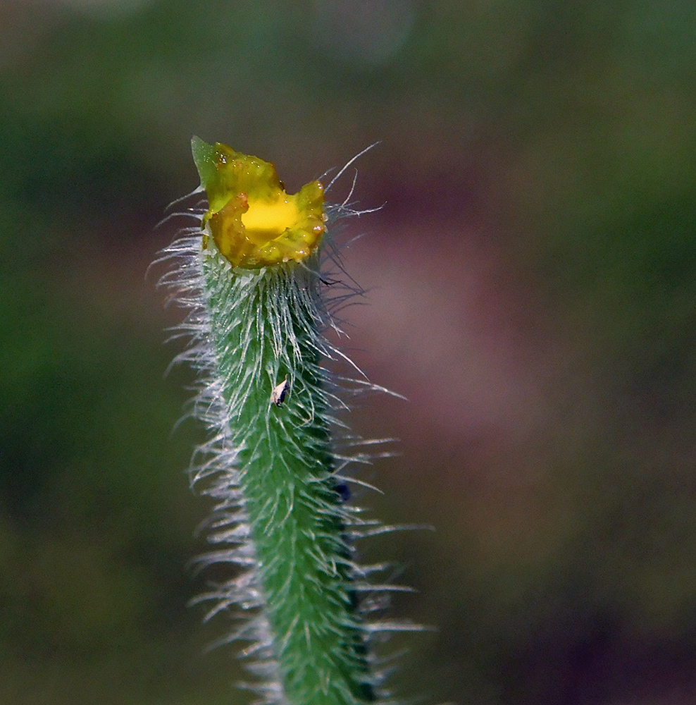 Изображение особи Papaver stevenianum.