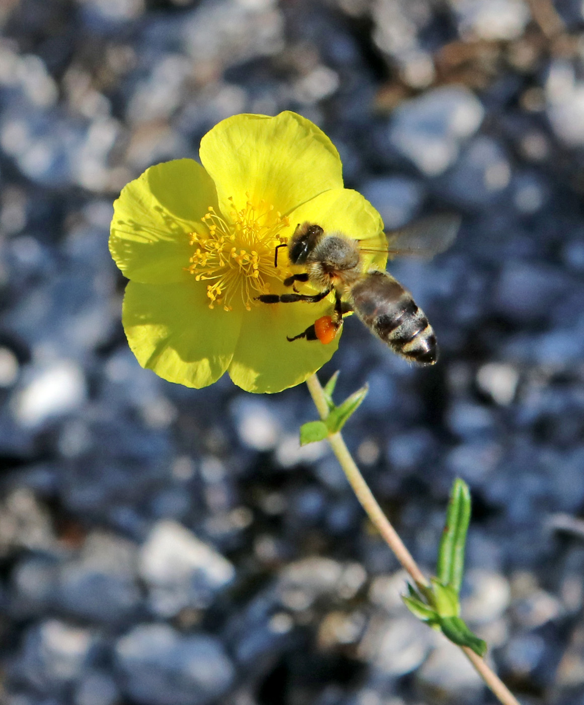 Image of Helianthemum nummularium specimen.