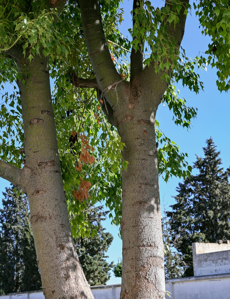 Изображение особи Brachychiton populneus.