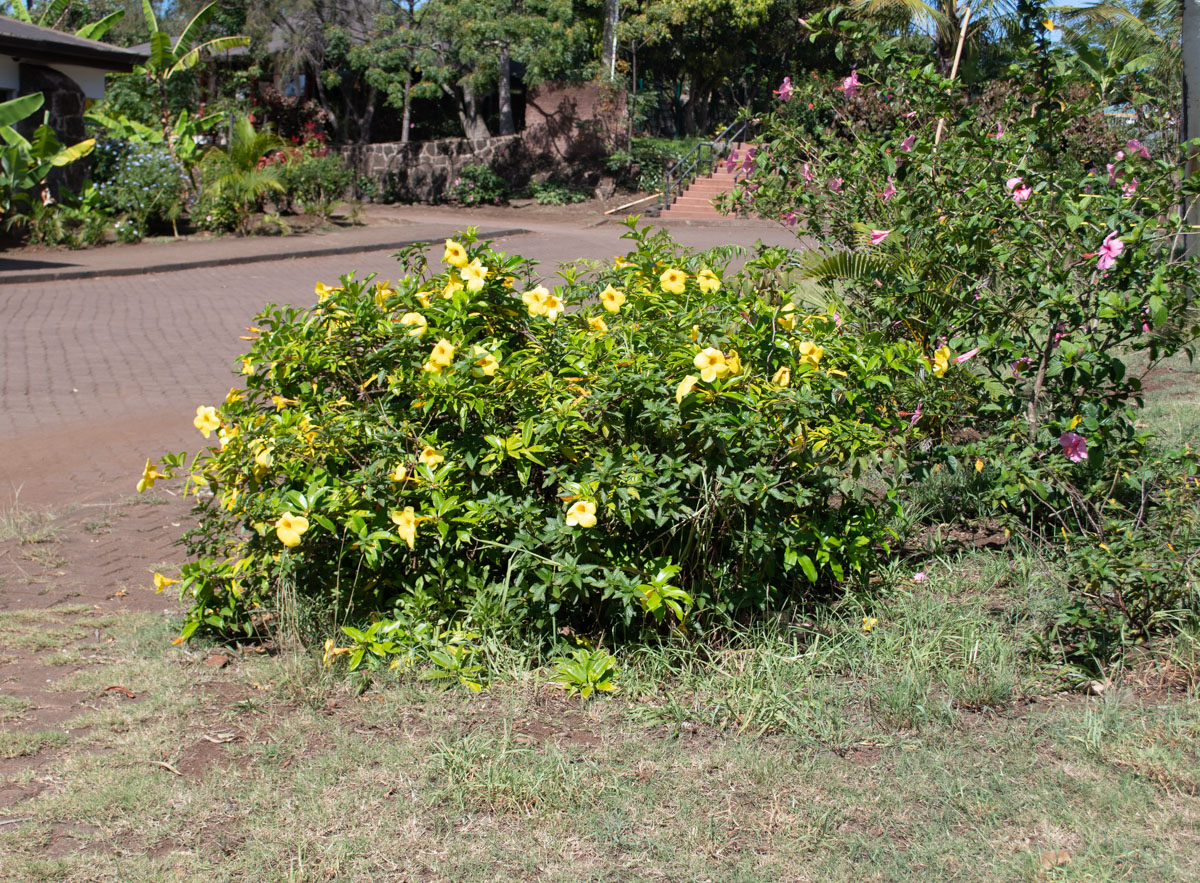 Изображение особи Allamanda schottii.