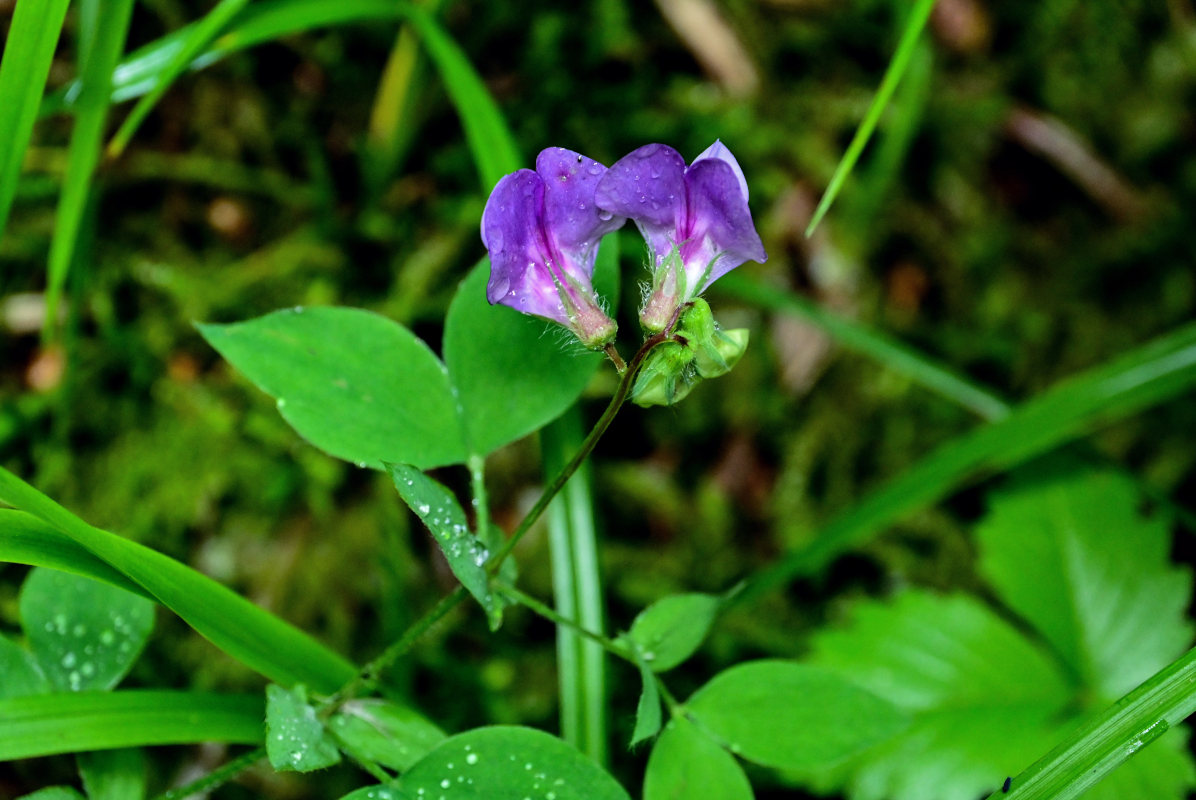 Image of Lathyrus laxiflorus specimen.