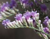 Limonium otolepis. Часть соцветия. Узбекистан, Ферганская обл., 5 км СЗ г. Коканд, Кокандские пески, закреплённые пески. 18 мая 2023 г.