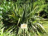 Phormium tenax