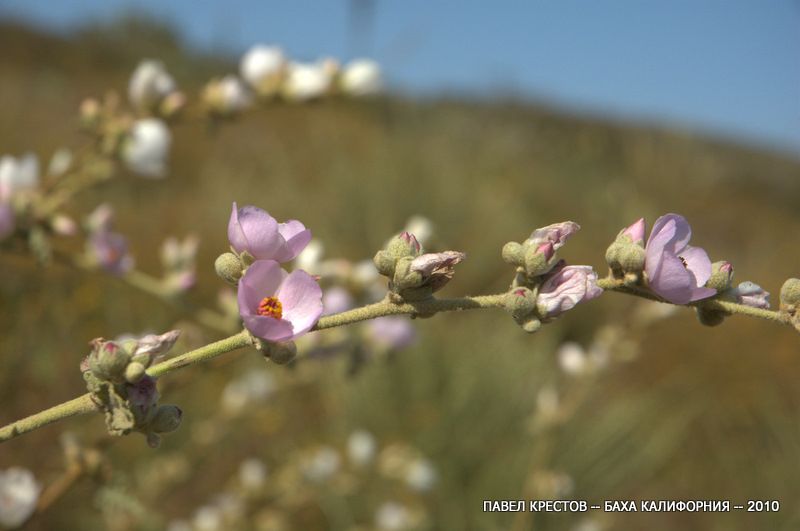 Изображение особи Malacothamnus fasciculatus.