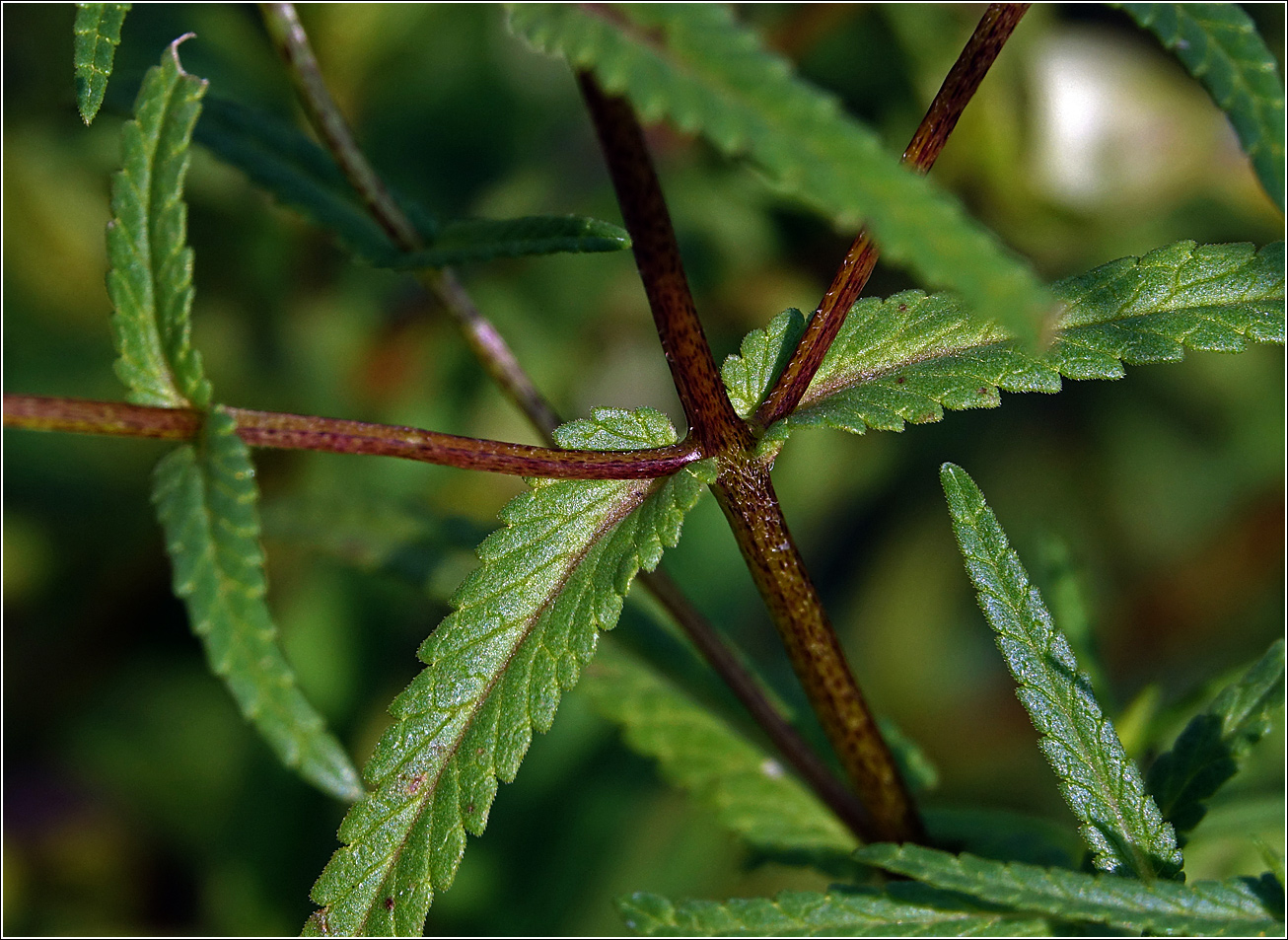 Image of genus Rhinanthus specimen.