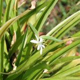 Chlorophytum comosum