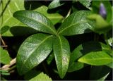 Vinca minor. Листья с каплями росы. Московская обл., Раменский р-н, окр. дер. Хрипань, садовый участок. 09.05.2023.