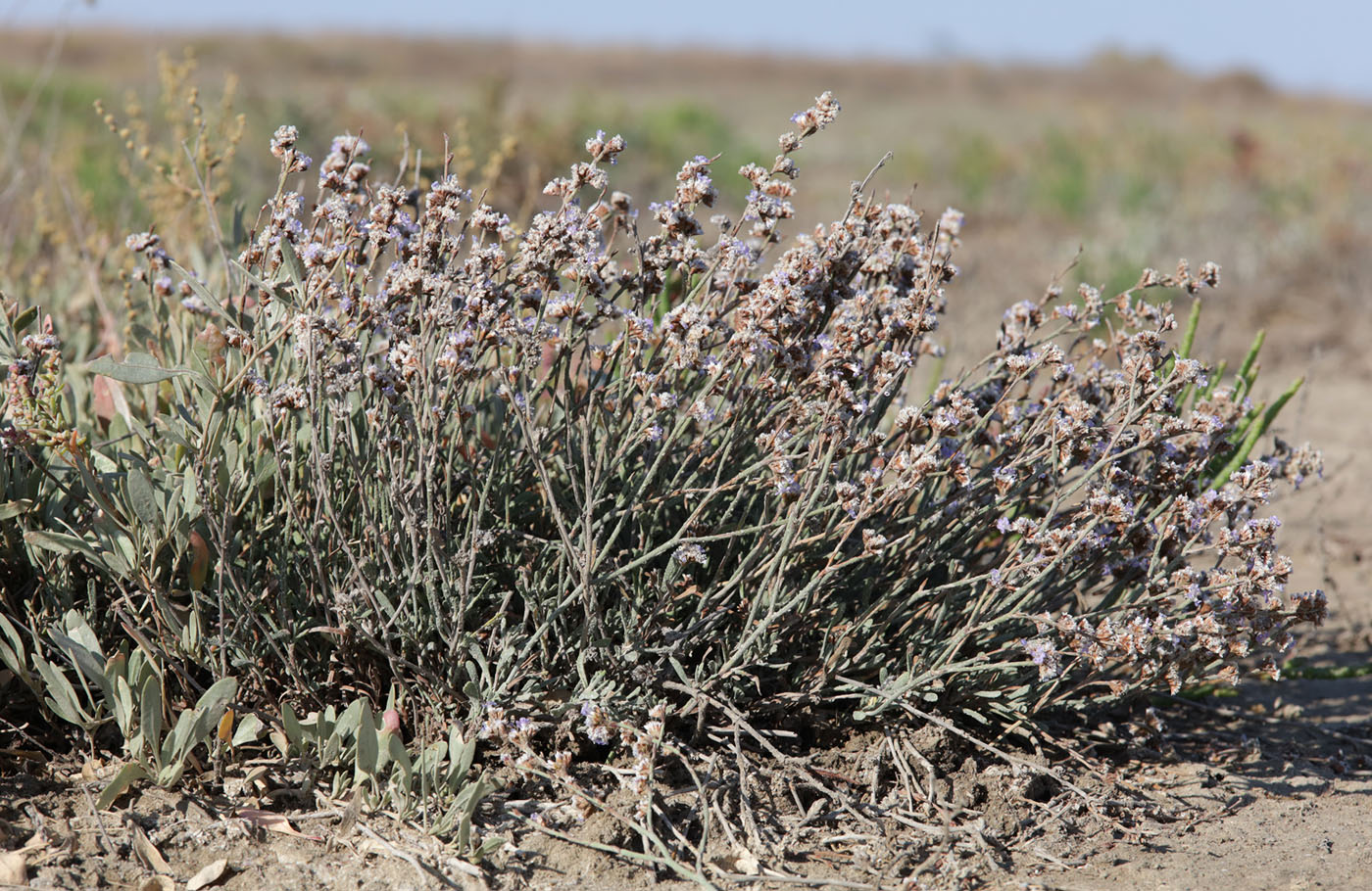 Изображение особи Limonium suffruticosum.