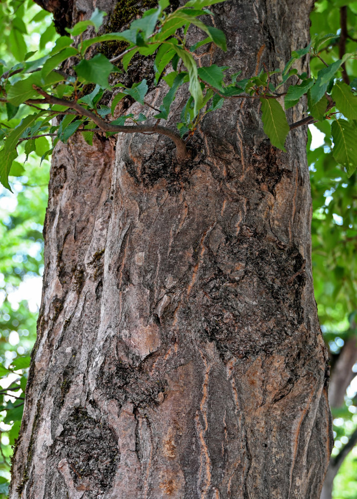 Изображение особи Carpinus betulus.