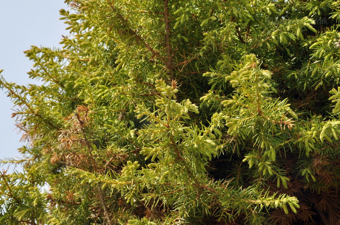 Image of Juniperus rigida ssp. litoralis specimen.