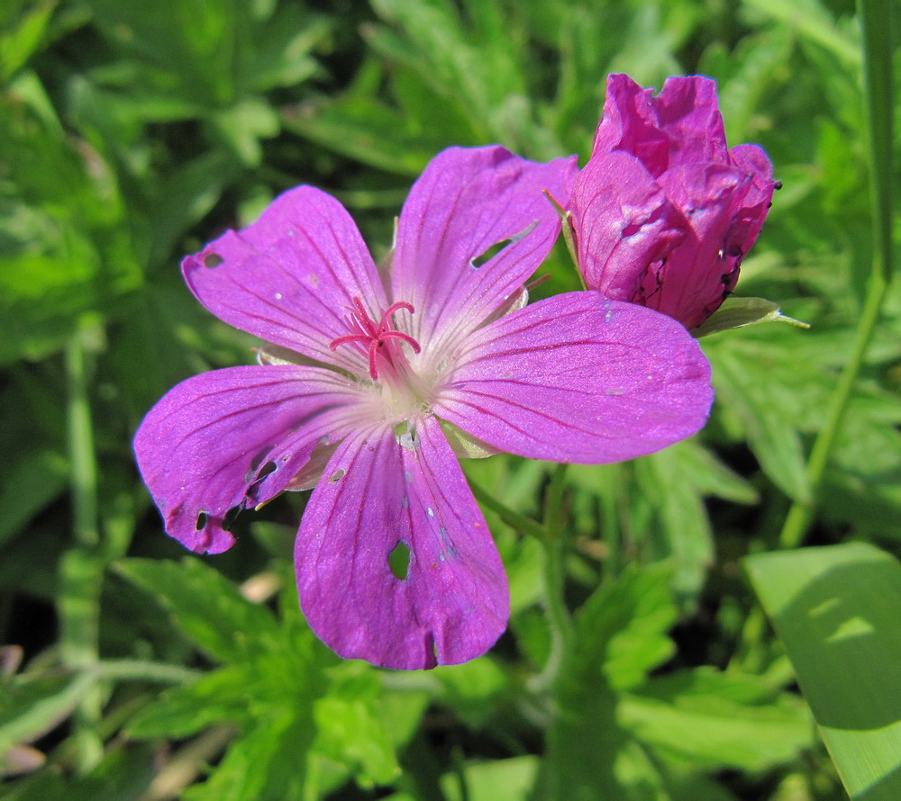 Изображение особи Geranium palustre.