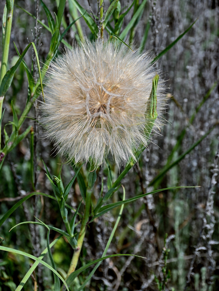 Изображение особи род Tragopogon.