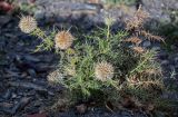 Echinops spinosissimus subspecies spinosus. Отцветающее растение. Марокко, обл. Марракеш - Сафи, хр. Высокий Атлас, перевал Тизи-н'Тишка, ≈ 2000 м н.у.м., каменистый склон. 01.01.2023.