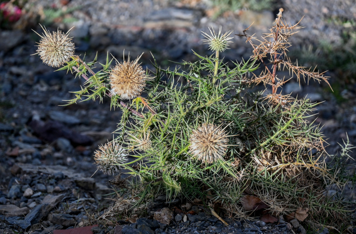 Изображение особи Echinops spinosissimus ssp. spinosus.