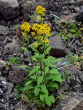 Solidago virgaurea подвид dahurica. Цветущие растения. Красноярский край, Таймырский Долгано-Ненецкий р-н, плато Путорана, водопад Брат, каменистый склон. 24.07.2023.