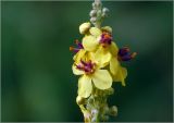 Verbascum nigrum. Раскрывшиеся цветки и бутоны на верхушке соцветия. Московская обл., Раменский р-н, окр. ж.-д. платформы Хрипань, просека под ЛЭП, разнотравье. 26.07.2023.