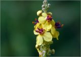 Verbascum nigrum