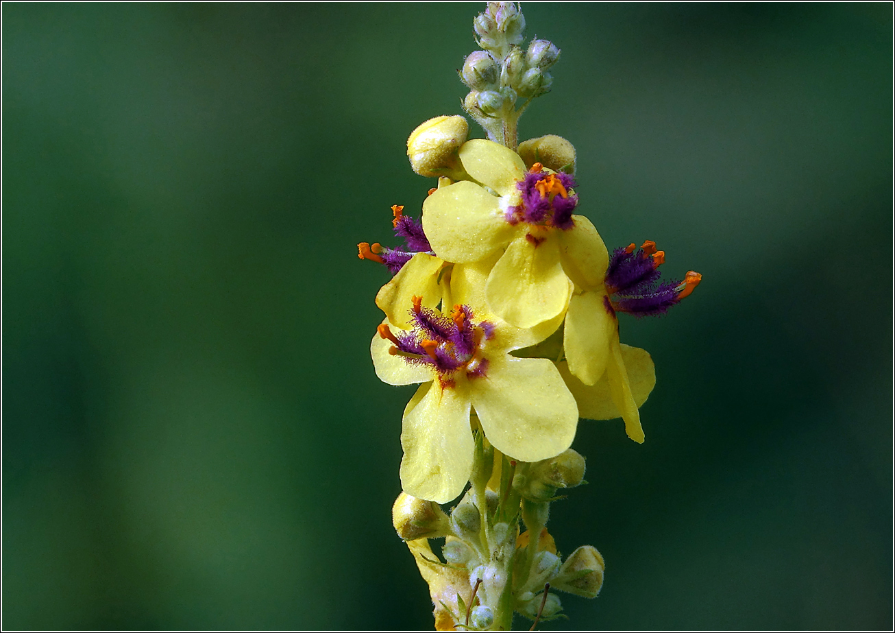 Изображение особи Verbascum nigrum.