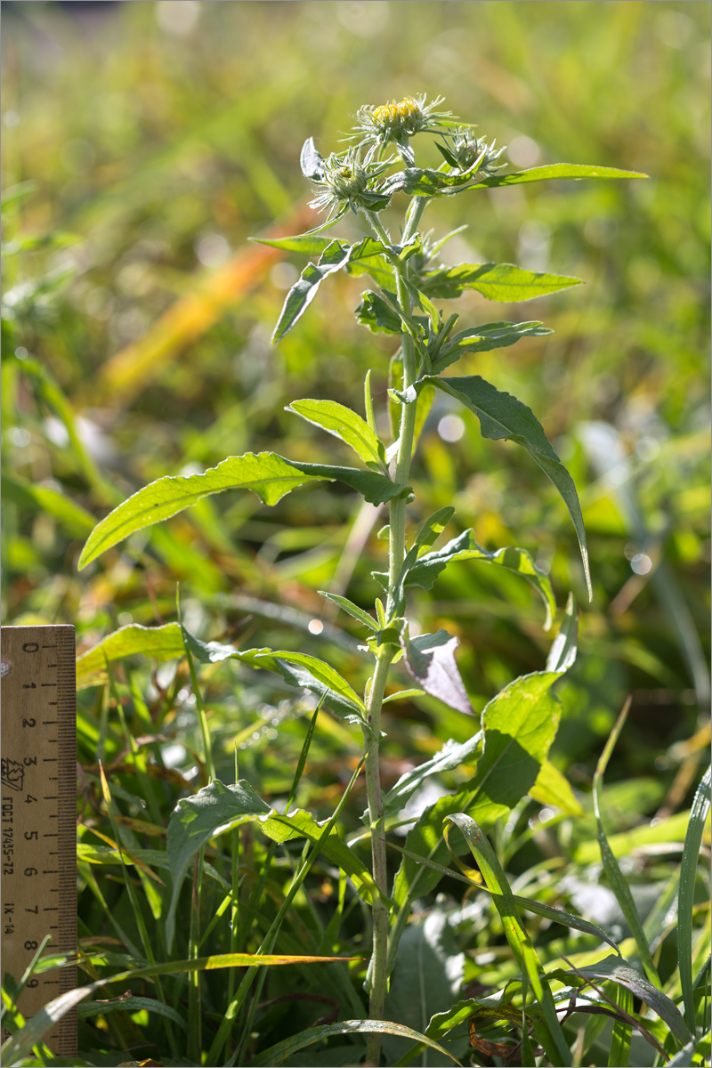 Изображение особи Inula britannica.