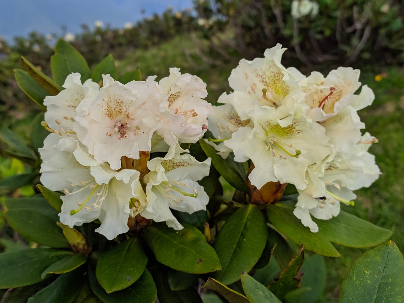 Image of Rhododendron caucasicum specimen.