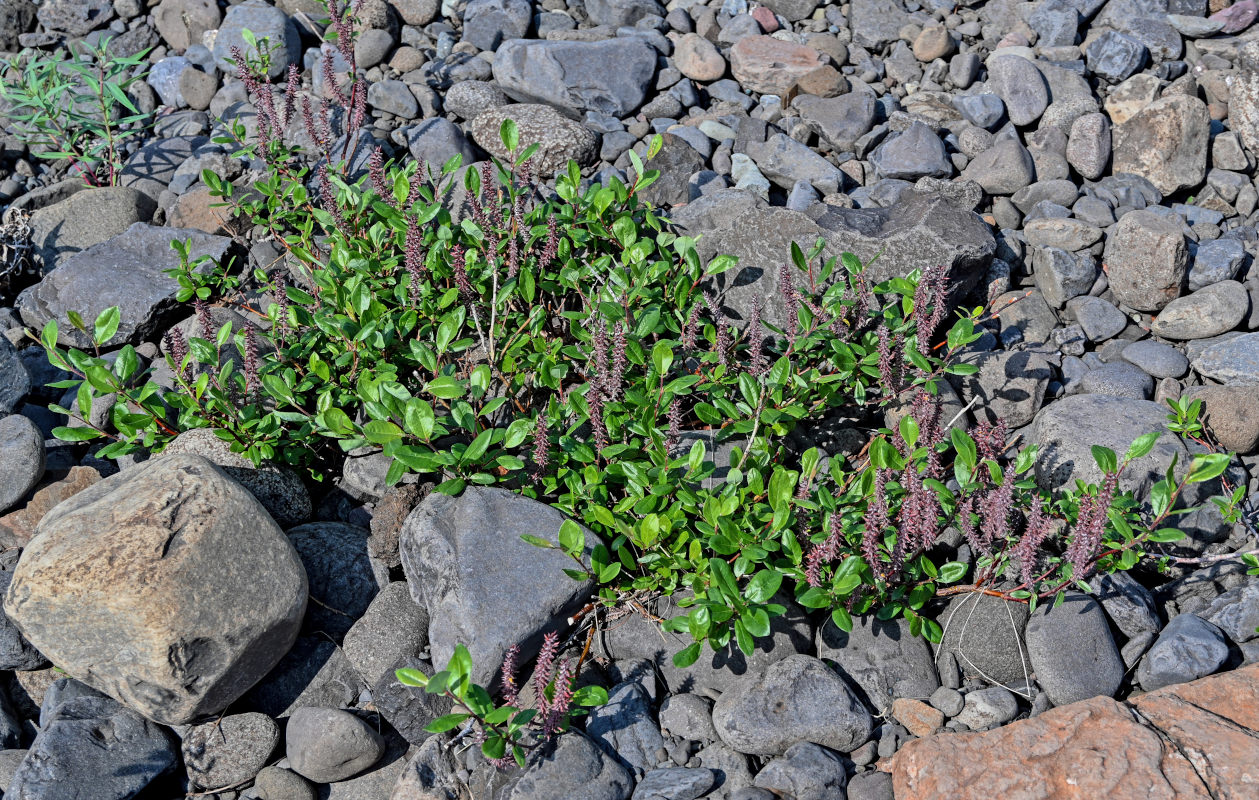 Image of genus Salix specimen.